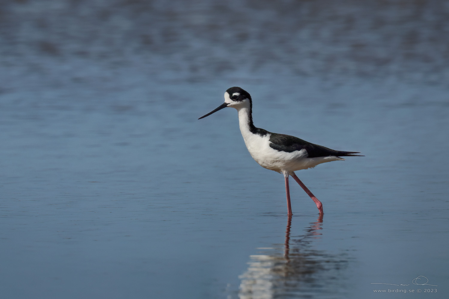 BLACK-NECKED STILT (Himantopus mexicanus) - Stng / Close
